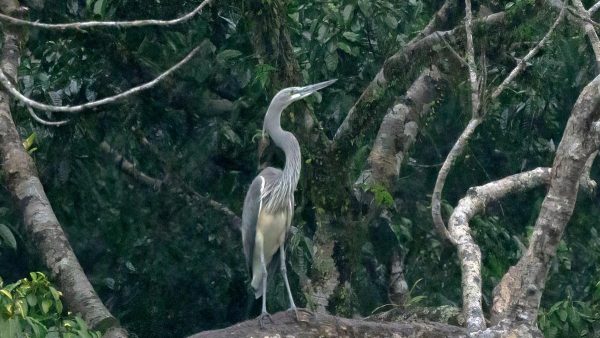 भारत का दुर्लभ सफेद पेट वाला सारस नए बांध के कारण समाप्ति की कगार पर
