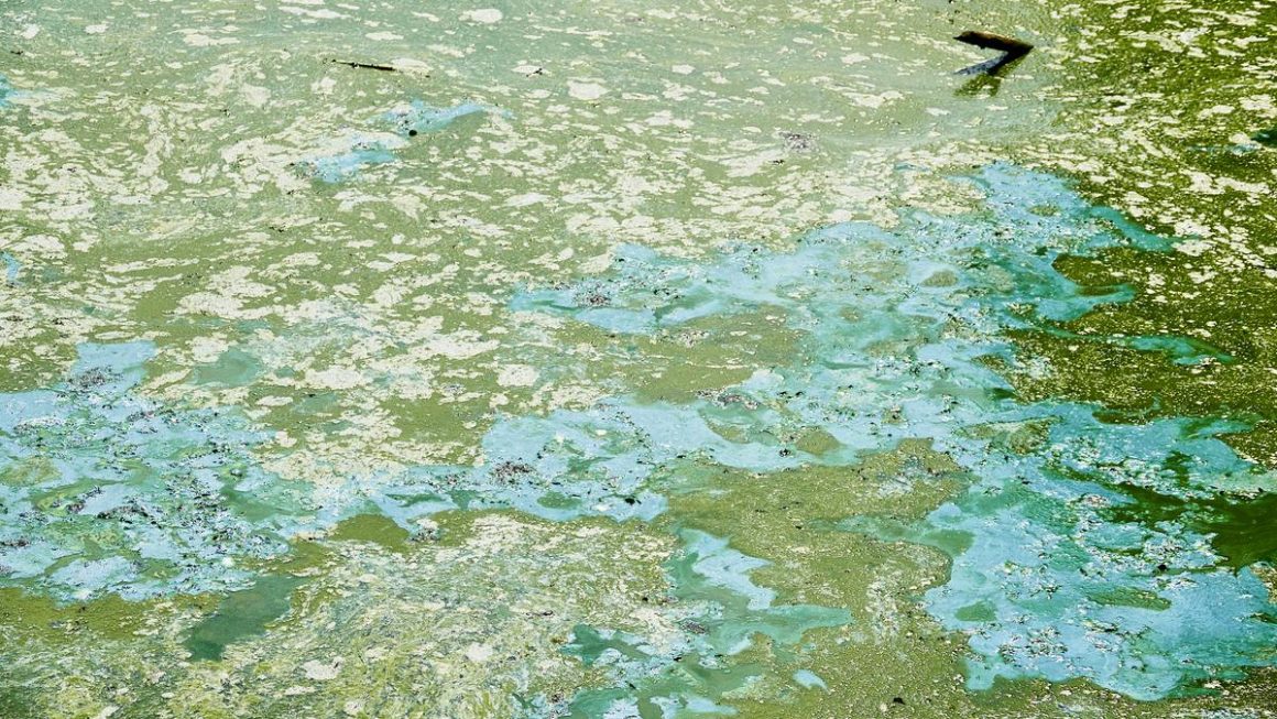 IIT Guwahati team finds blue-green algae can remove lead from water