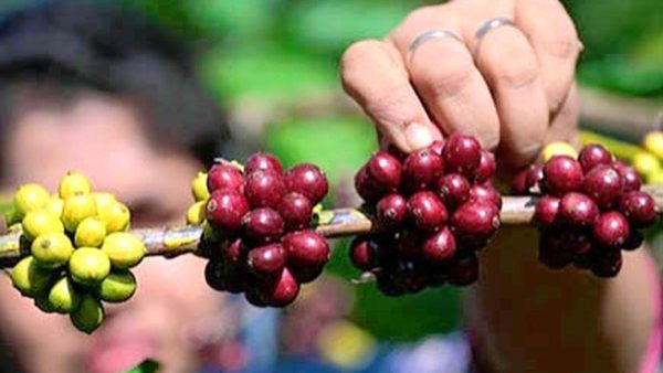 गर्म मौसम से निपटने के लिए तैयार: Libex, एक नया कॉफी हाइब्रिड