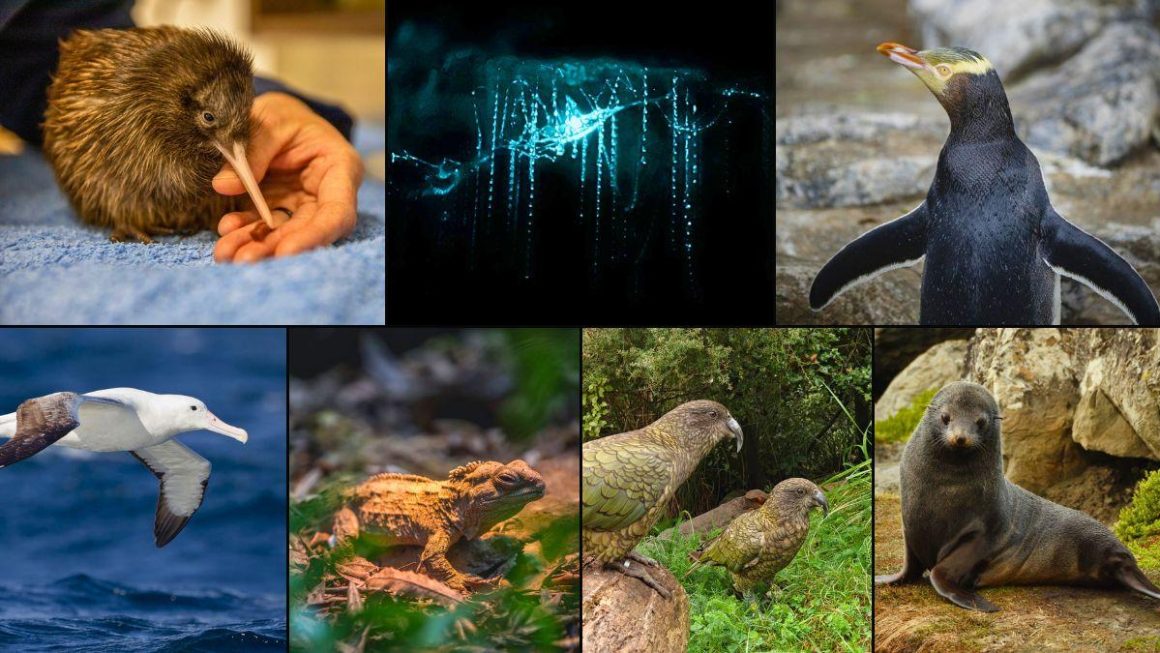 How New Zealand is protecting some of the world’s rarest wildlife
