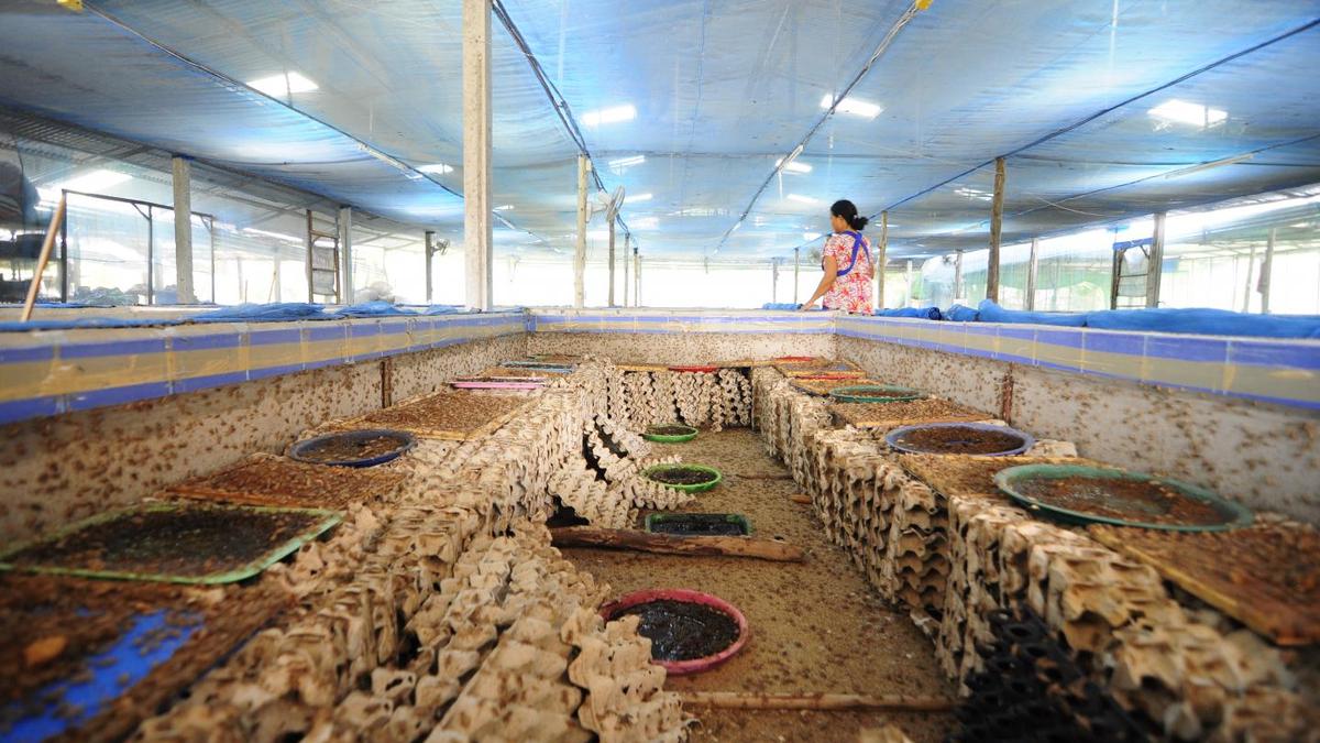370 billion crickets are farmed for food every year; scientists have found they may feel pain