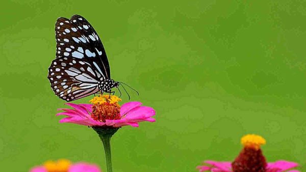 कर्नाटक में पेड़ों की कमी से बढ़ रही गर्मी की लहरें और अन्य जलवायु संबंधी घटनाएं