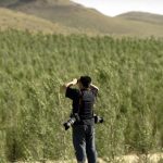 China’s ’Great Green Wall’ tames desert growth, but scientists say fight is not over