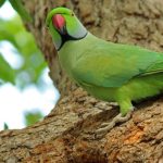 Deadly bird virus PaBV-4 identified for first time in India