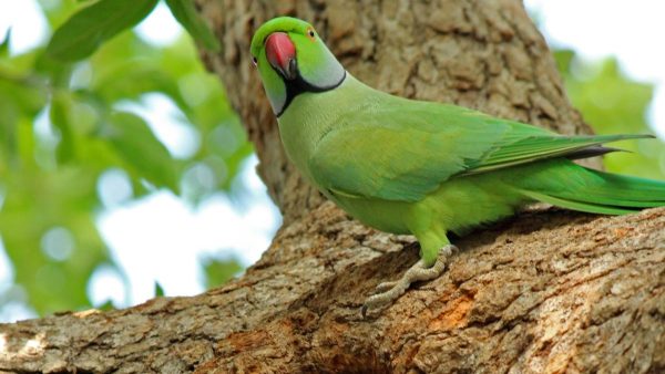 भारत में पहली बार पहचाना गया जानलेवा पक्षी वायरस PaBV-4