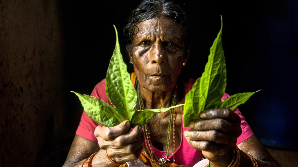 ‘Forest Recipes of Goa’ | What Assavri Kulkarni leant from tribal foragers
