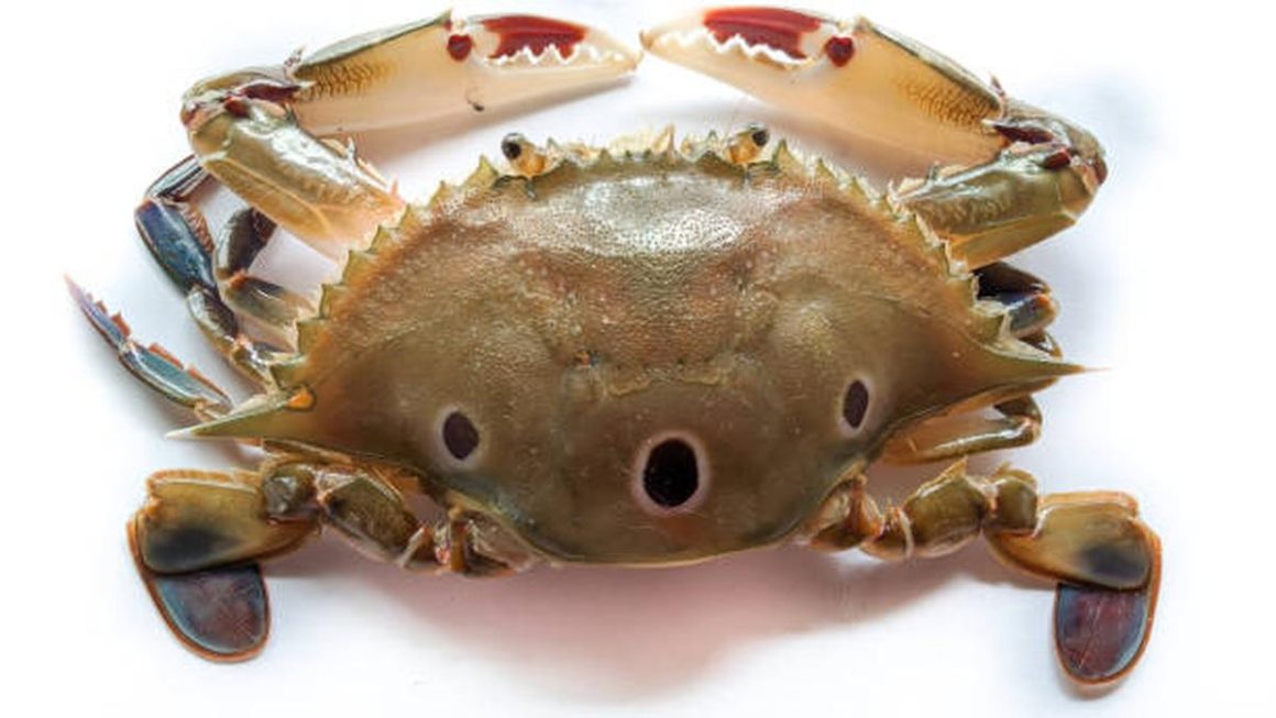 The marine crab that grew too big for its plastic shell