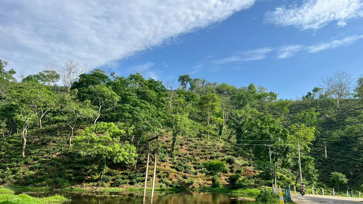 Visiting Guwahati? This leaf-to-cup tea experience is worth the detour
