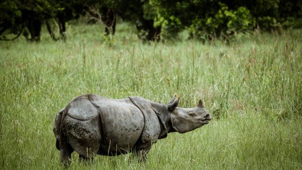 असम का यह इको रिट्रीट जहां ब्रह्मपुत्र मिलती है एक सींग वाले गैंडे से