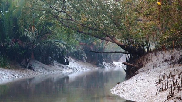 बीएसएफ ने 90 किलोमीटर लंबी सुंदरबन की बाड़ पर सुरक्षा और पारिस्थितिकी के बीच टकराव पर विचार शुरू किया