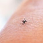 It’s a bad idea to scratch bug bites, research says