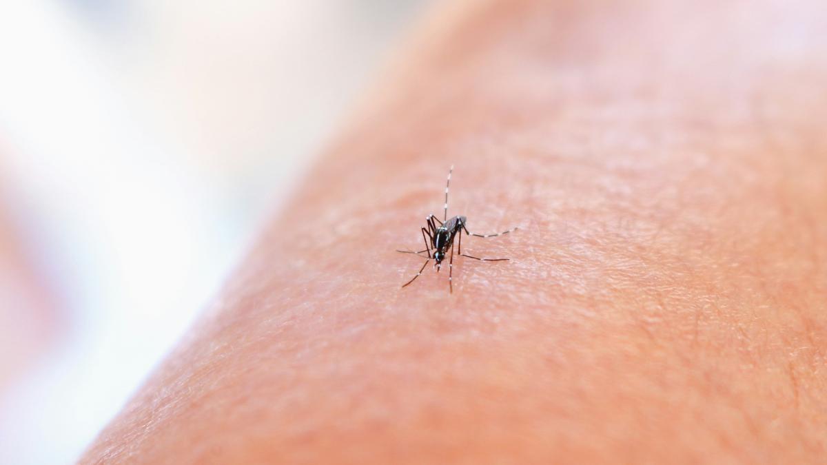 It’s a bad idea to scratch bug bites, research says