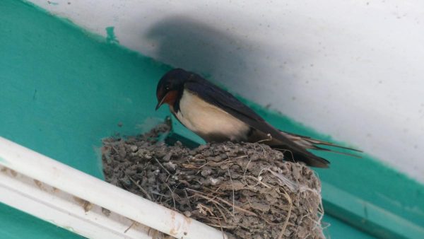 मणिपुर में barn swallows ने हो सकता है अपना प्रवासी स्वभाव खो दिया